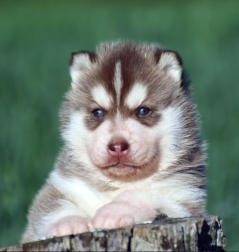 Siberian Husky Nordic Fire