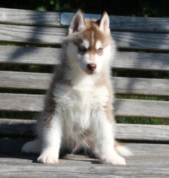 Siberian Husky Nordic Fire