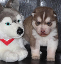 Siberian Husky Nordic Fire