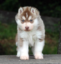 Siberian Husky Nordic Fire