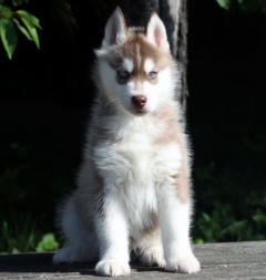 Siberian Husky Nordic Fire