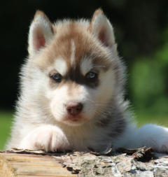 Siberian Husky Nordic Fire