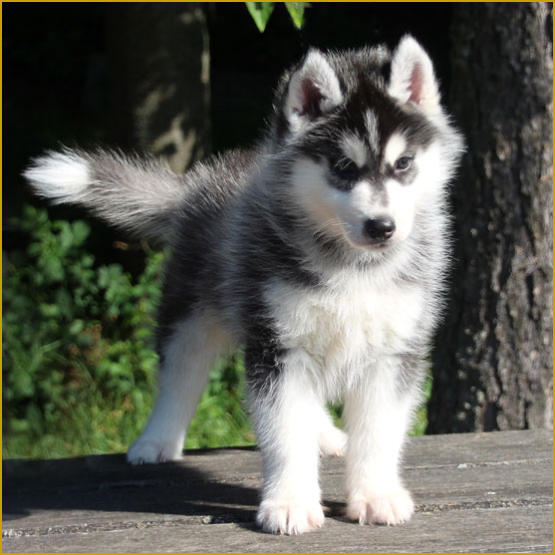 Siberian Husky Nordic Fire