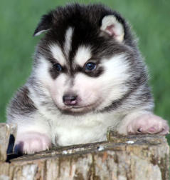 Siberian Husky Nordic Fire