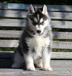 Siberian Husky Nordic Fire