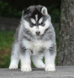 Siberian Husky Nordic Fire