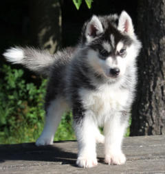 Siberian Husky Nordic Fire