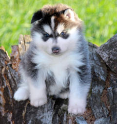 Siberian Husky Nordic Fire