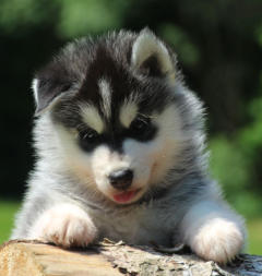 Siberian Husky Nordic Fire