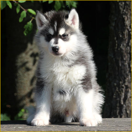 Siberian Husky Nordic Fire