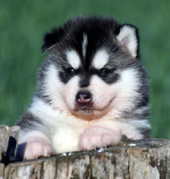 Siberian Husky Nordic Fire