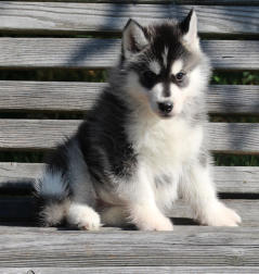 Siberian Husky Nordic Fire