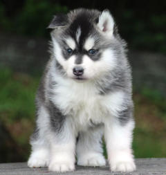 Siberian Husky Nordic Fire