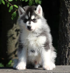 Siberian Husky Nordic Fire