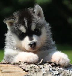 Siberian Husky Nordic Fire