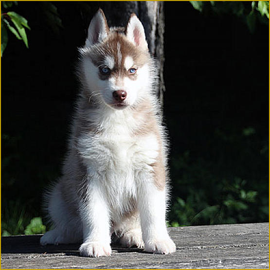 Siberian Husky Nordic Fire