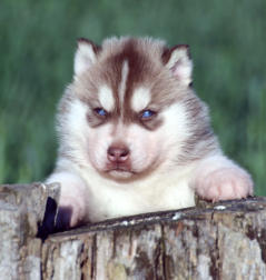 Siberian Husky Nordic Fire