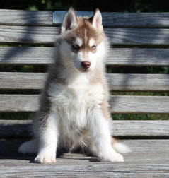 Siberian Husky Nordic Fire