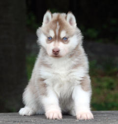 Siberian Husky Nordic Fire