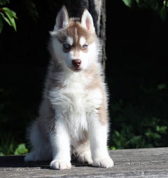 Siberian Husky Nordic Fire