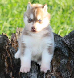 Siberian Husky Nordic Fire