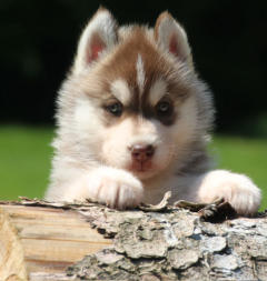 Siberian Husky Nordic Fire