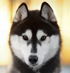 Siberian Husky Nordic Fire