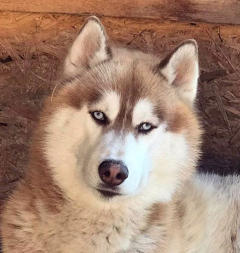 Siberian Husky Nordic Fire