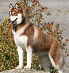 Siberian Husky Nordic Fire