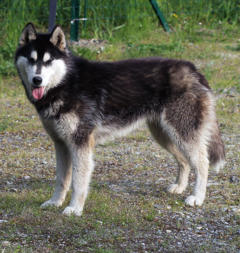 Siberian Husky Nordic Fire