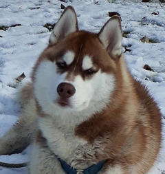 Siberian Husky Nordic Fire