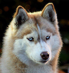 Siberian Husky Nordic Fire