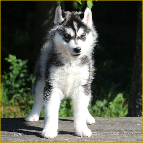 Siberian Husky Nordic Fire