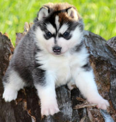 Siberian Husky Nordic Fire