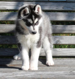 Siberian Husky Nordic Fire