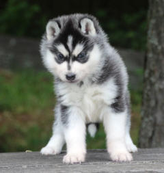 Siberian Husky Nordic Fire