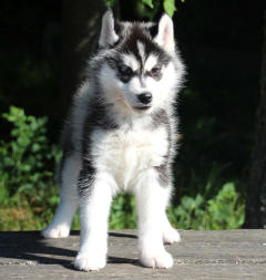 Siberian Husky Nordic Fire