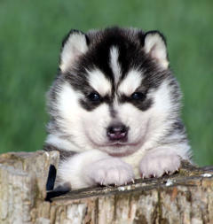 Siberian Husky Nordic Fire