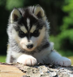 Siberian Husky Nordic Fire