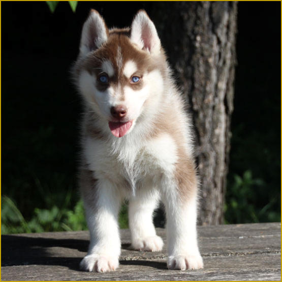 Siberian Husky Nordic Fire