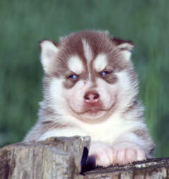 Siberian Husky Nordic Fire