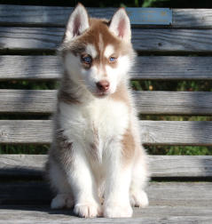 Siberian Husky Nordic Fire