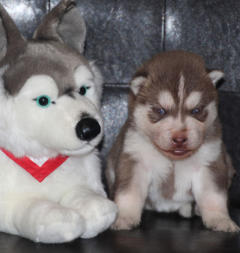 Siberian Husky Nordic Fire