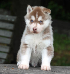 Siberian Husky Nordic Fire