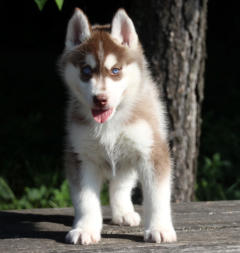 Siberian Husky Nordic Fire