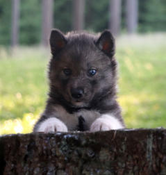 Siberian Husky Nordic Fire