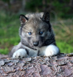 Siberian Husky Nordic Fire