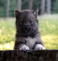 Siberian Husky Nordic Fire