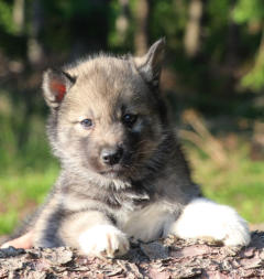 Siberian Husky Nordic Fire