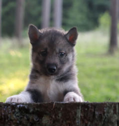 Siberian Husky Nordic Fire